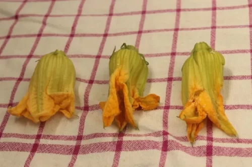 Fiori di zucca ripieni di pecorino romano