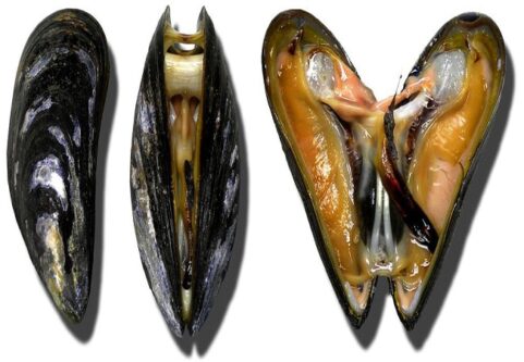 Cozze