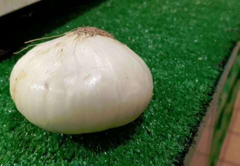 Cipolla di Bermuda