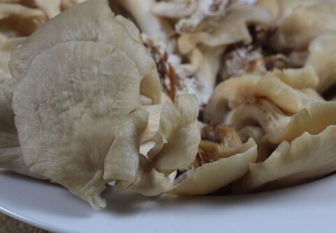 Funghi pleurotus