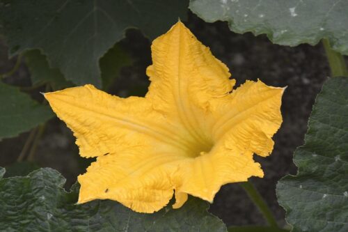 Fiore di zucca