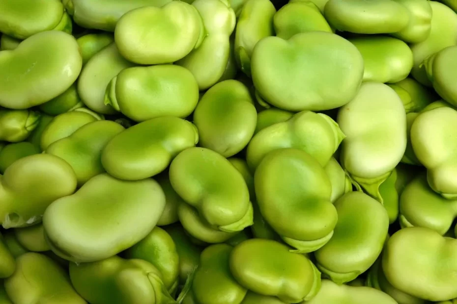 Fave spellate e sbucciate (peeled and shelled broad beans)