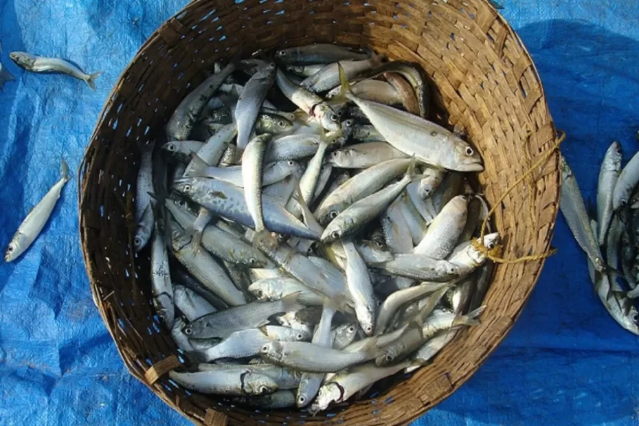 Sardine