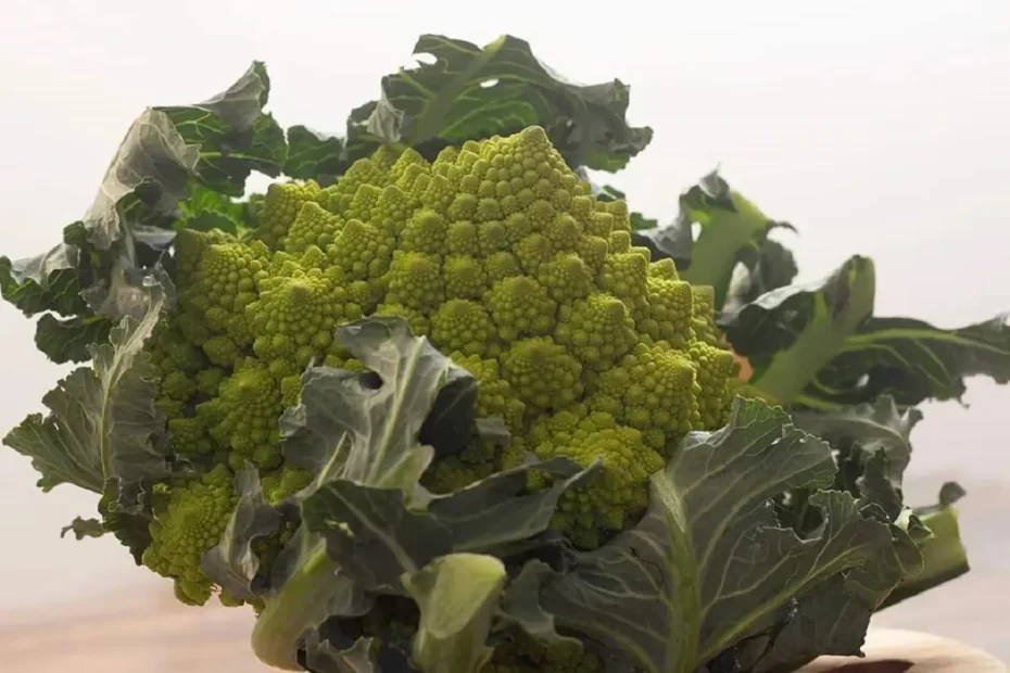 Broccolo romanesco (roman broccoli)
